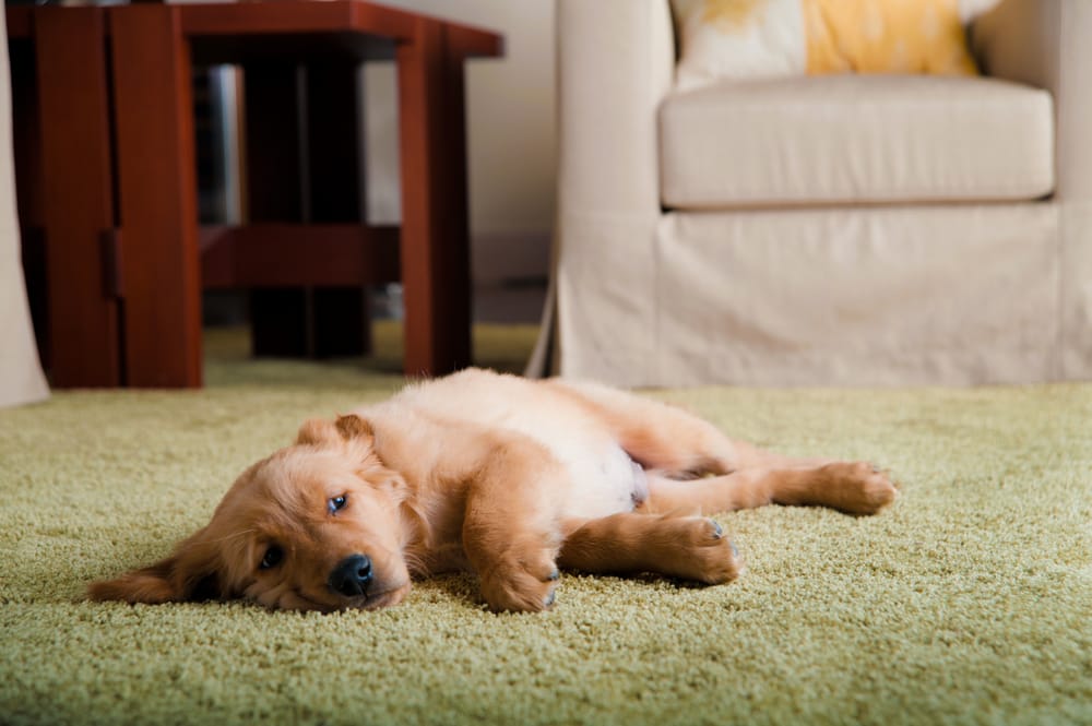 Oxi Fresh Carpet Cleaning