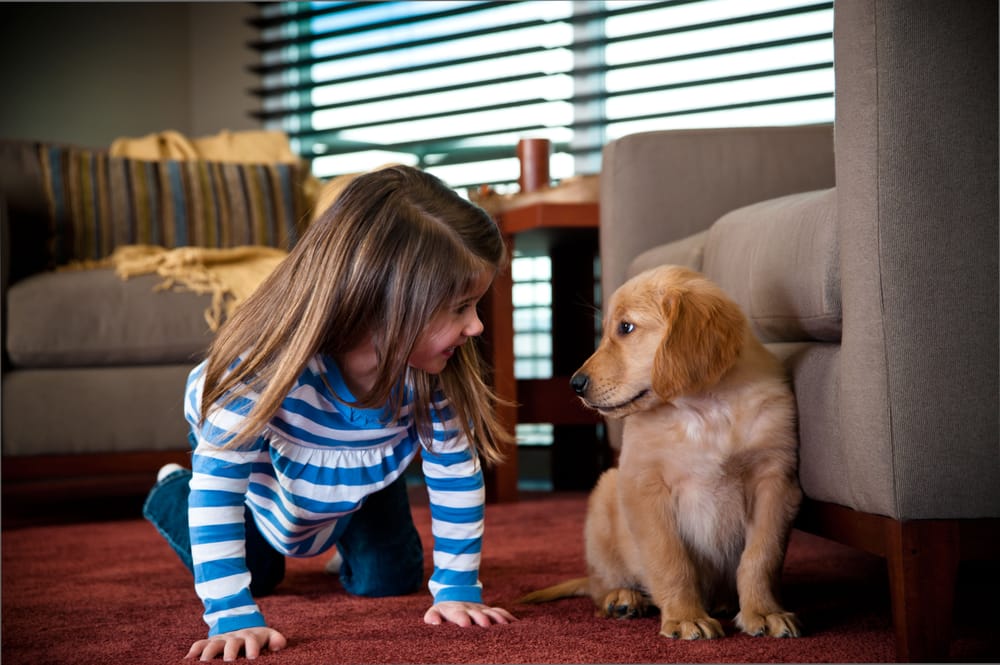 Oxi Fresh Carpet Cleaning picture